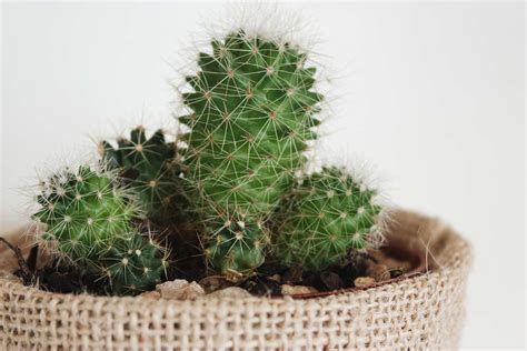 Den Vanligste Indoor Cacti & Sukkulenter